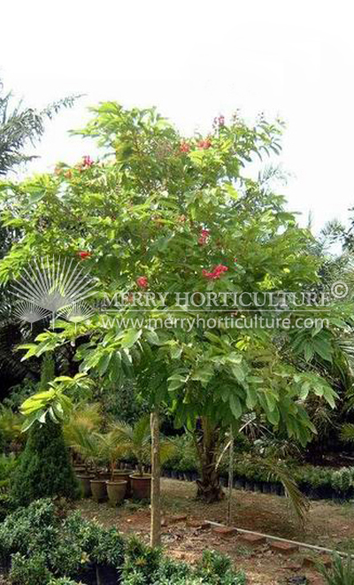 Lagerstroemia hybrid Red flower